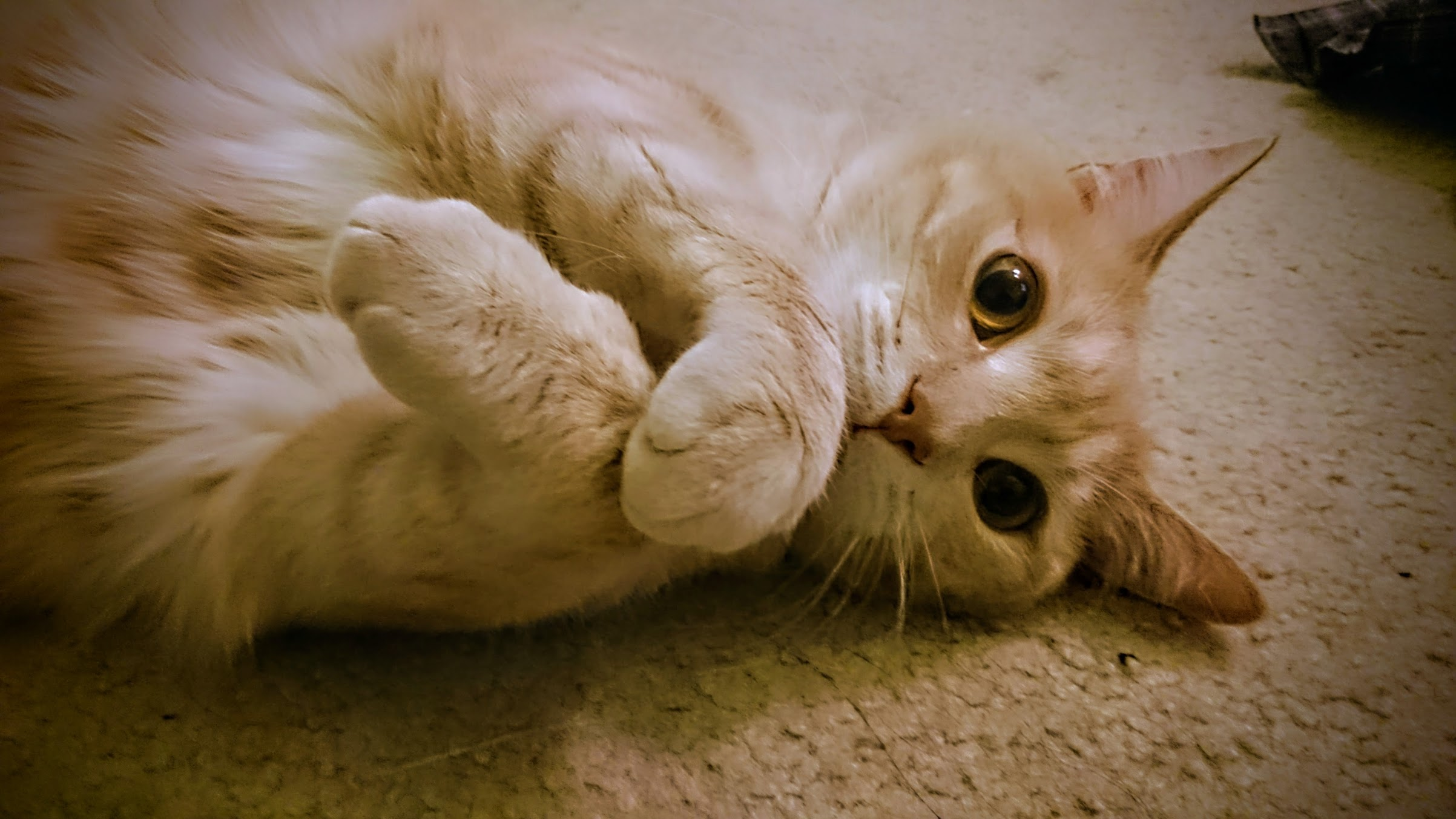 Maizi blog with tabby cat