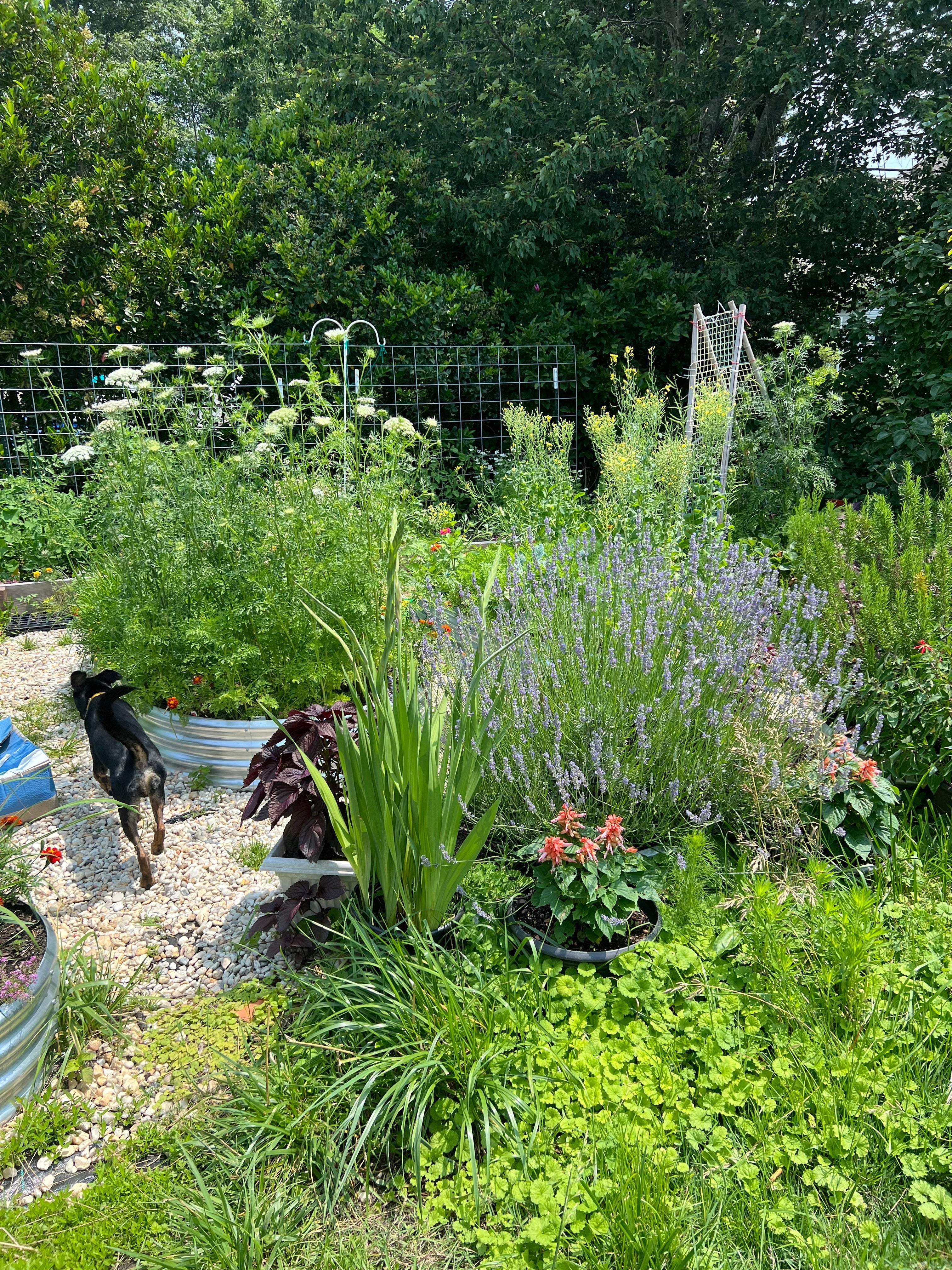 Garden as Muse: How Nature Shapes My Work