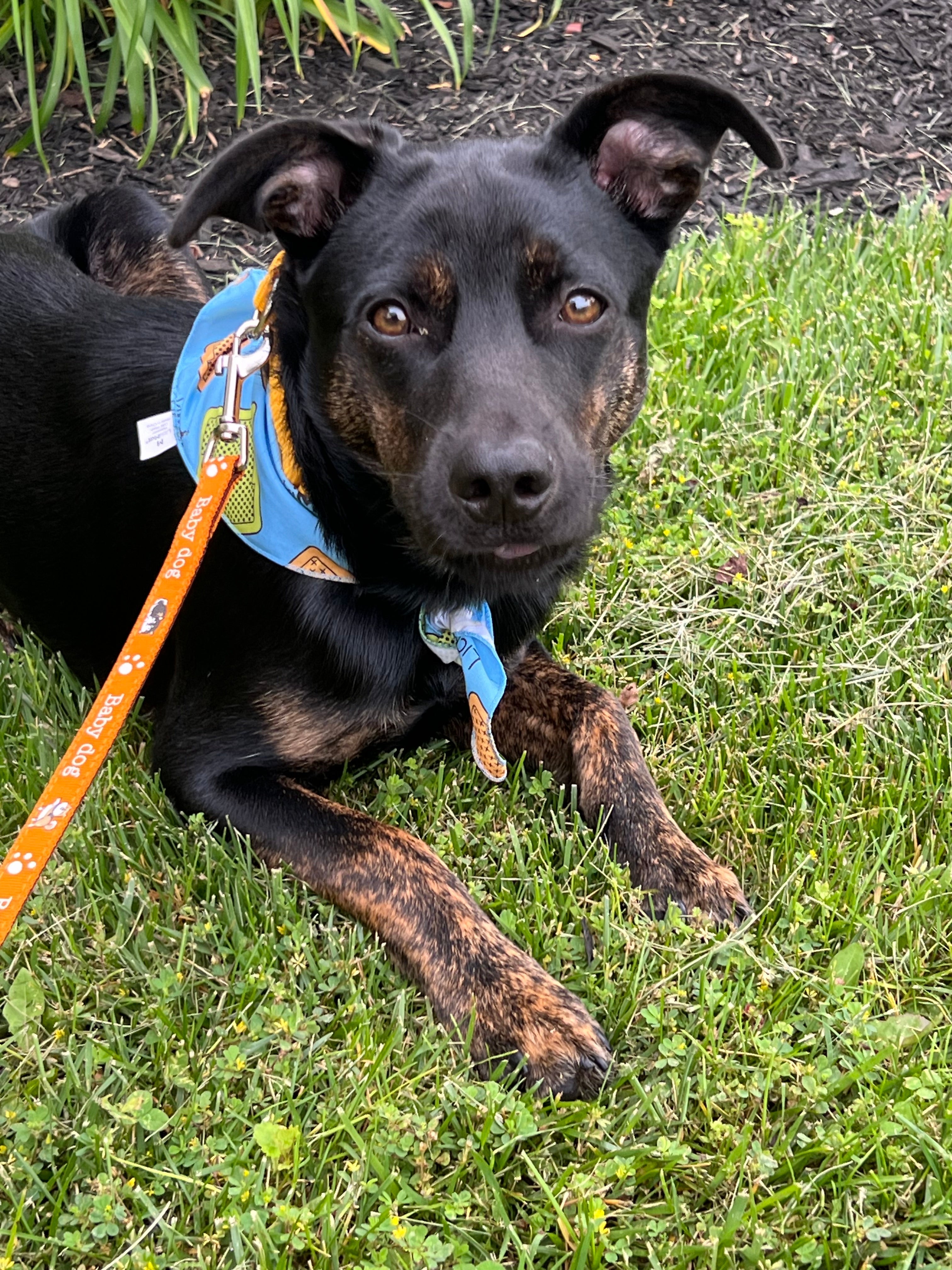 Our Second Adoption with Adopt Eve’s Dogs: Welcome Home, Kaimo
