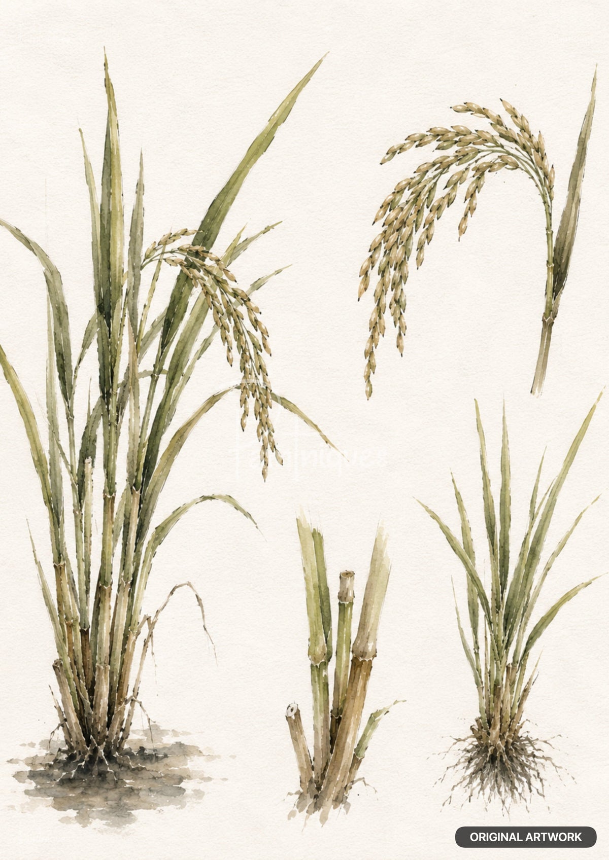 Rice Study Decoupage Paper