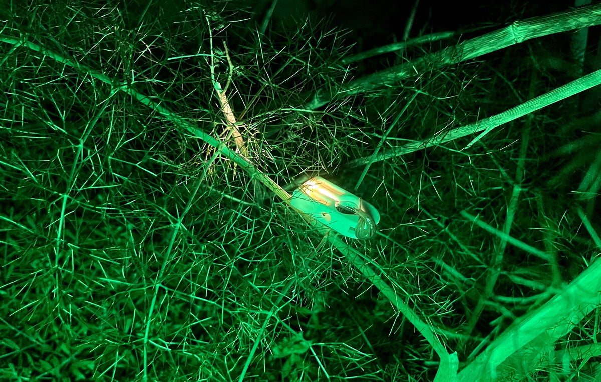A close-up of a green beetle resting on delicate, fine grass stems under a strong green light, creating a high-contrast night-vision look.